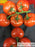 Vine Tomatoes - Fruits and Vegetables