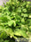Coriander leaves - Fruits and Vegetables