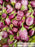 Striped Round Aubergine/Disco Ravaiya - 10 g - Fruits and Vegetables
